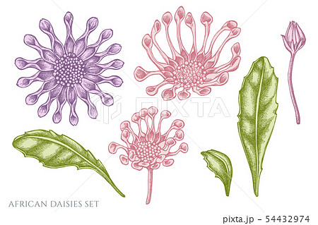 Vector set of hand drawn pastel african daisies Vector set of hand drawn pastel african daisies 54432974