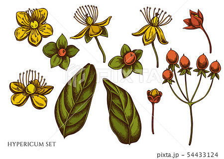 Vector set of hand drawn colored hypericum Vector set of hand drawn colored hypericum 54433124
