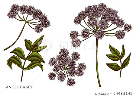 Vector set of hand drawn colored angelica 54433149
