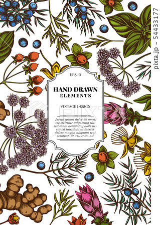 Card design with colored angelica, basil, juniper, hypericum, rosemary, turmeric 54433177