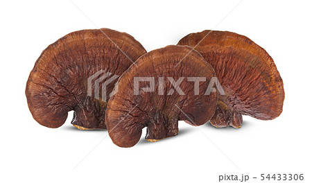 Lingzhi Mushroom Ganoderma Lucidum Isolated on 54433306