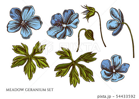 210+ Purple Geranium Flower Stock Illustrations, Royalty-Free Vector  Graphics & Clip Art - iStock