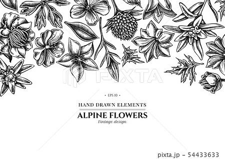 Floral Design With Black And White Bellflower Stock Illustration