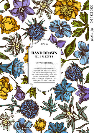 Card design with colored bellflower, edelweiss, globethistle, globeflower, meadow geranium, gentiana 54433636