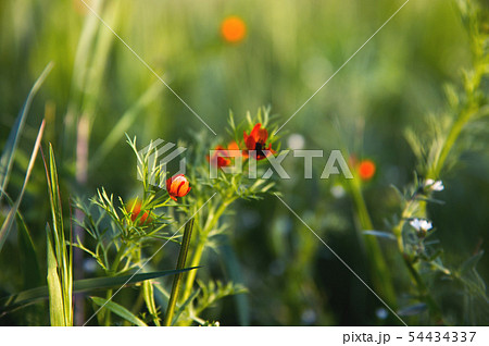 Flower head of a small field poppy at sunset in green grass close-up with sun glare 54434337