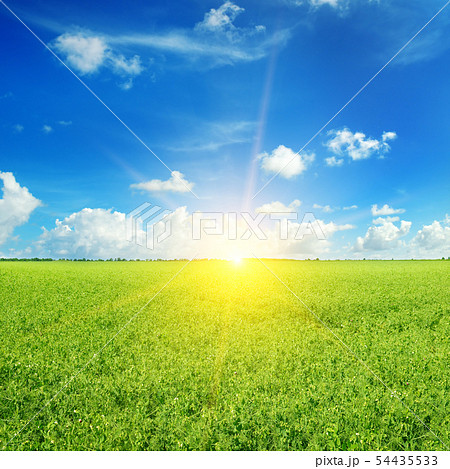 Green pea field and sunrise in the blue sky. 54435533