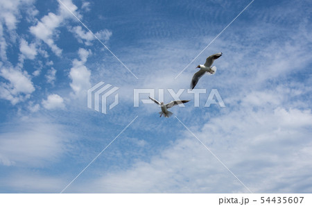 two seagulls are flying against the blue sky and two seagulls are flying against the blue sky and 54435607