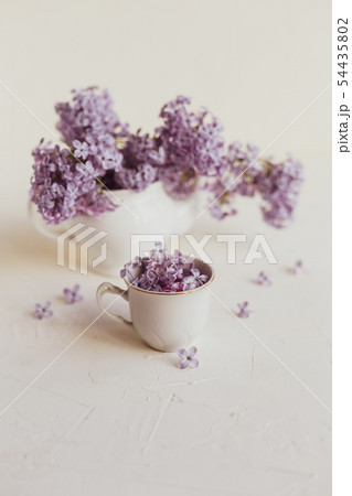 Purple spring lilac flowers still life on white 54435802