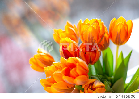 Spring tulips in a vase near the window Spring tulips in a vase near the window 54435900