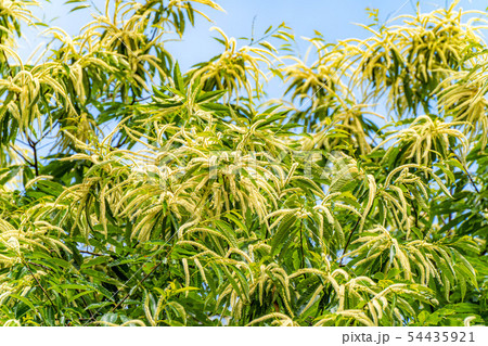 栗の花　【長野県】 54435921