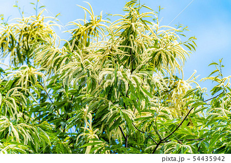 栗の花　【長野県】 54435942