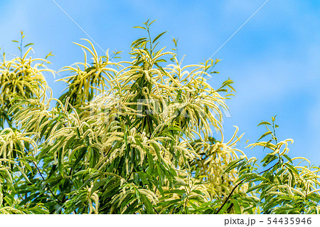 栗の花　【長野県】 54435946