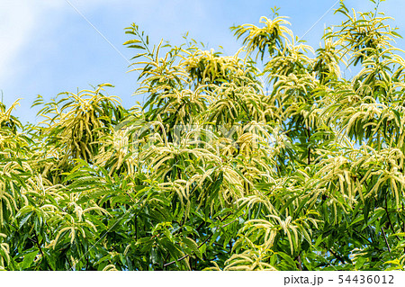 栗の花　【長野県】 54436012