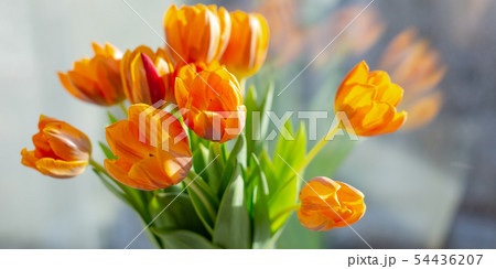 Spring tulips  in a vase near the window 54436207