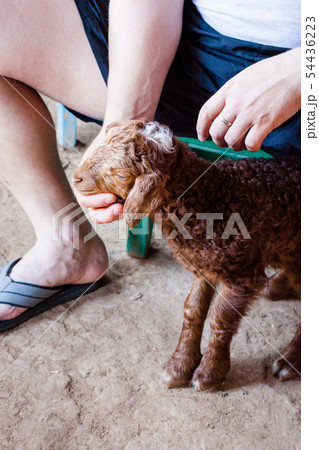 Karakul brown lamb is feeding milk  from bottle 54436223