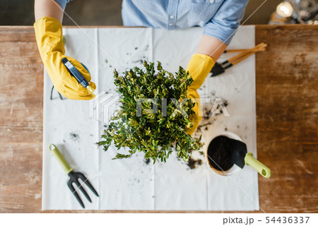 Young woman in gloves sprays home plants, top view Young woman in gloves sprays home plants, top view 54436337