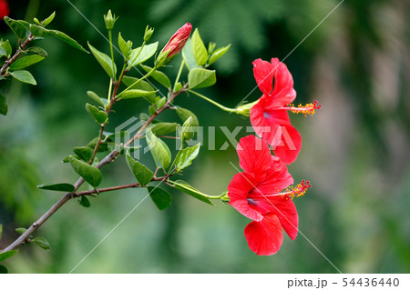 Red flowers of Hibiscus or Rose Mallow 54436440