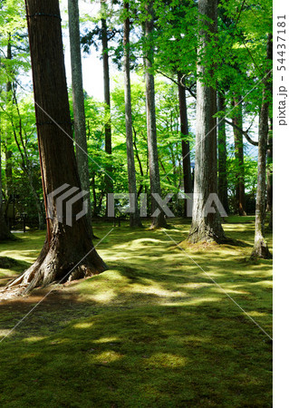 三千院 有清園 青もみじ 三千院 有清園 青もみじ 54437181
