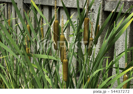 五流尊瀧院 蒲の穂 参道 新熊野三山 岡山県倉敷市郷内 五流尊瀧院 蒲の穂 参道 新熊野三山 岡山県倉敷市郷内 54437272