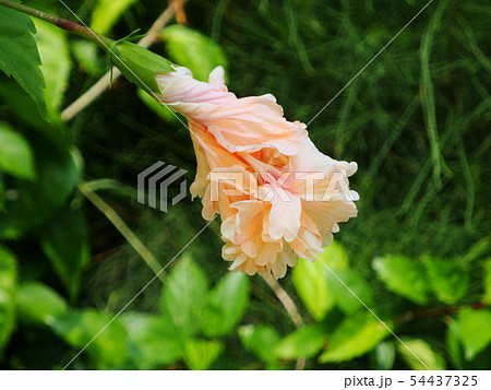 蕾 つぼみ 双葉 54437325