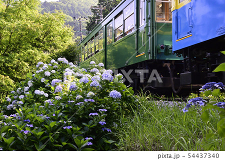 【2019】 箱根登山鉄道と紫陽花 【神奈川県】 大平台 【2019】 箱根登山鉄道と紫陽花 【神奈川県】 大平台 54437340