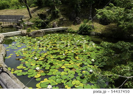 五流尊瀧院　真浄院　庭園の池　新熊野三山　岡山県倉敷市郷内 54437450