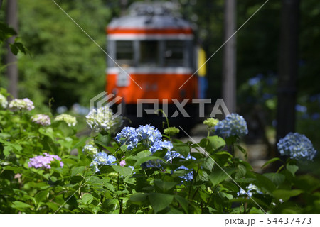 箱根登山鉄道モハ2形と紫陽花 【神奈川県】 宮ノ下付近 【2019】 54437473