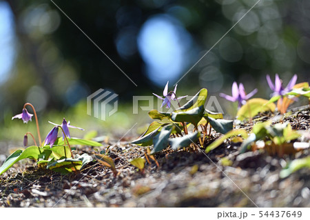 街風景 相模原 春の訪れ 街風景 相模原 春の訪れ 54437649