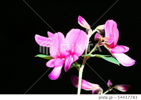 ハギの花 54437783