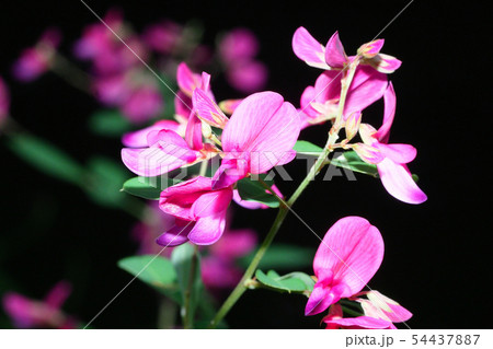 ハギの花 ハギの花 54437887
