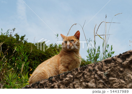 猫・野良猫・茶トラ・チャー坊・オス・六月・寛ぐ・のんびり・ゴロゴロ・可愛い 54437989