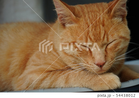 猫・野良猫・茶トラ・チャー坊・オス・六月・寛ぐ・のんびり・ゴロゴロ・可愛い 54438012