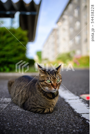駐車場のキジトラ猫 駐車場のキジトラ猫 54438228