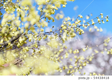 街風景 相模原 春の訪れ 街風景 相模原 春の訪れ 54438418