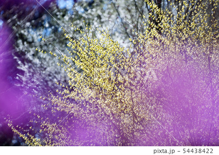 街風景　相模原　春の訪れ 54438422