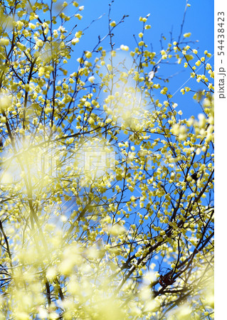 街風景　相模原　春の訪れ 54438423