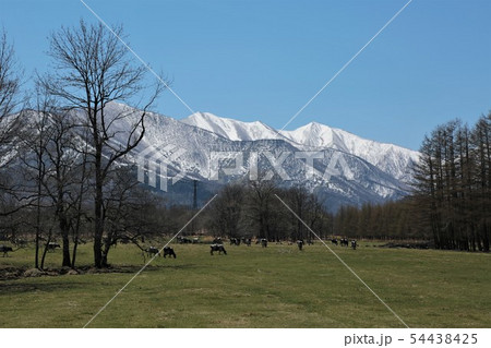 北海道の風景「十勝の酪農」 北海道の風景「十勝の酪農」 54438425