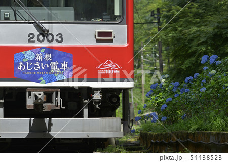 あじさい電車 2000形 【2019】 箱根登山鉄道 【神奈川県】  54438523