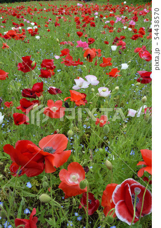 いちめんのポピー 54438570