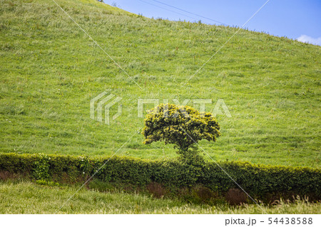 Meadows and pastures in the mountains of Sao 54438588