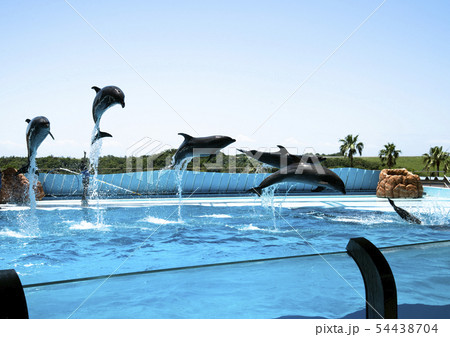 イルカショー イルカショー 54438704