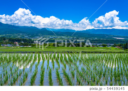 《山梨県》入道雲と田園風景 54439145