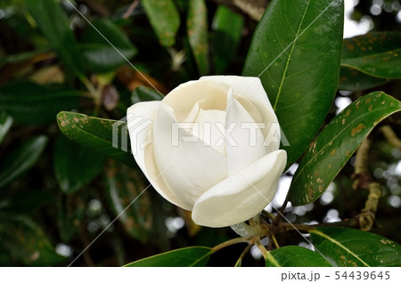 タイサンボクの花 タイサンボクの花 54439645