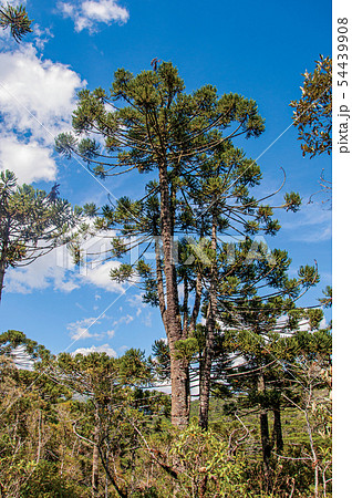 Treetops in the middle of a pine forest 54439908