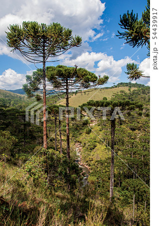 Pine tree forest and hills Pine tree forest and hills 54439917
