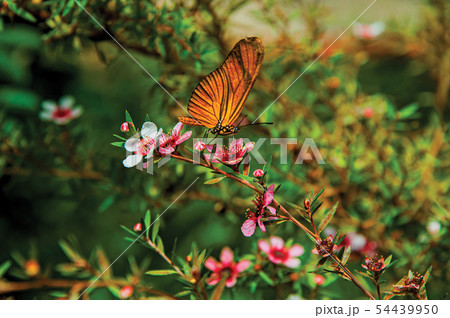 Close-up of a colorful butterfly on top of flowers Close-up of a colorful butterfly on top of flowers 54439950