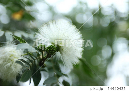 カリアンドラの花 カリアンドラの花 54440425