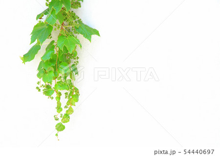 緑のツタの葉 54440697