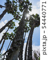 椰子の木 54440771