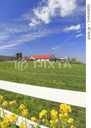 春のマザー牧場 春のマザー牧場 54440800